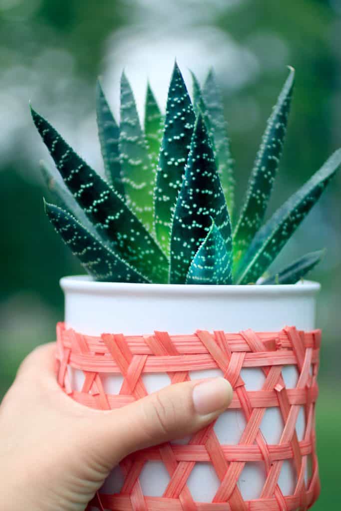 Aloe vera plant in pot