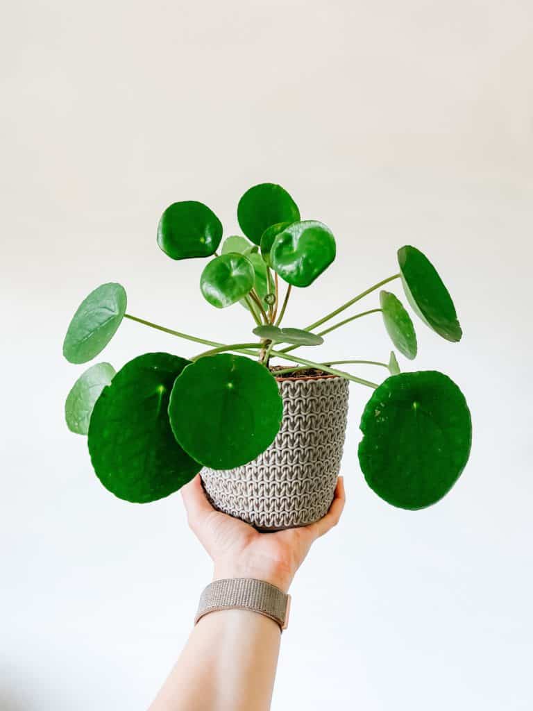 Missionary plant also known as Chinese money plant with saucer shaped leaves