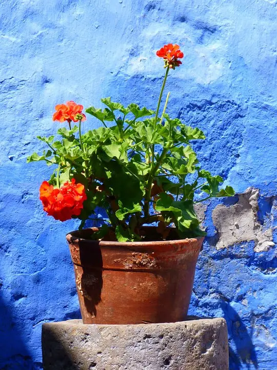 Red Geranium in pot against blue wall