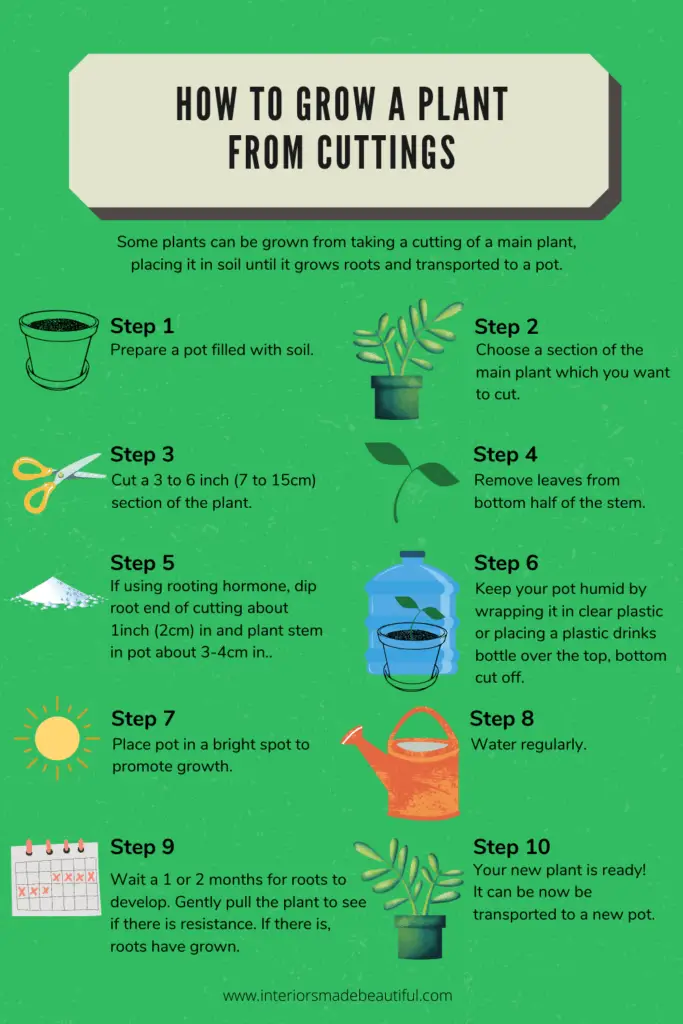 How to grow a plant from cuttings infographic