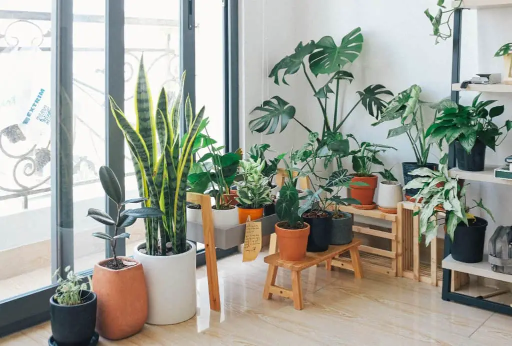 Living room filled with many different plants including snake pants