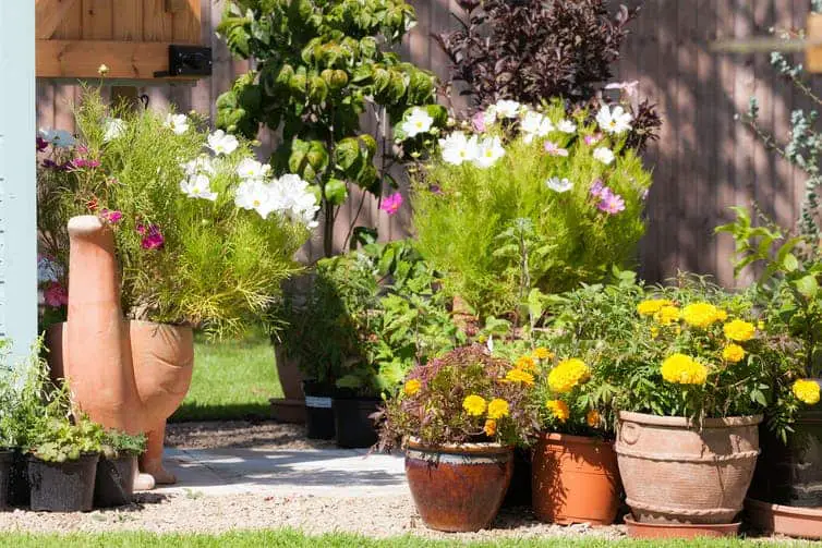 A pretty selection of potted plants in a garden