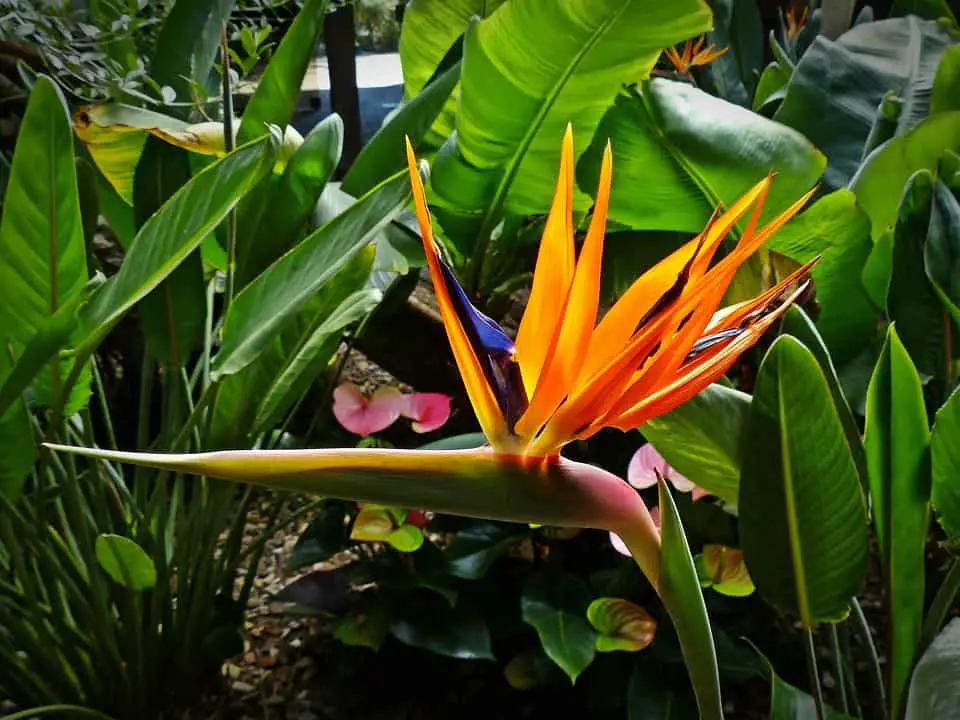 Bird of Paradise flower with leaves in background