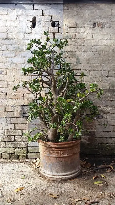 Large Jade plant in pot