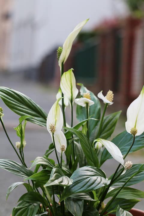 Peace lily with glossy green leaves and white flowers