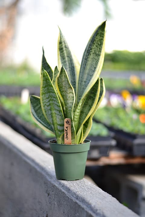 Snake plant in pot